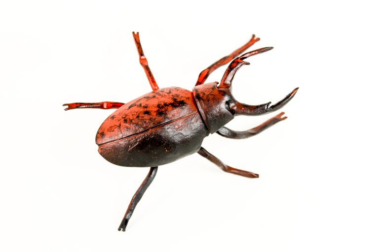 stag beetle-1